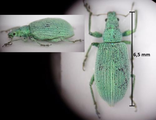 Polydrusus planifrons